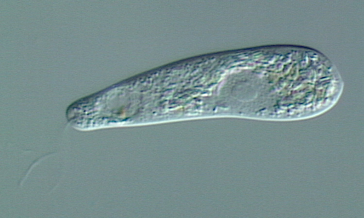 Les Protozoaires - Introduction - 2mn 46s